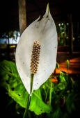 IIP Online Student Photography